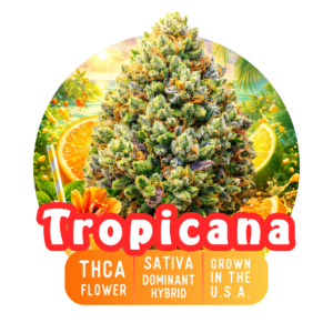 Tropicana Sativa THCa% - 24.9%